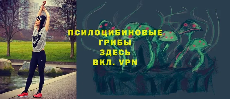 Псилоцибиновые грибы Psilocybe  где найти   Борзя 